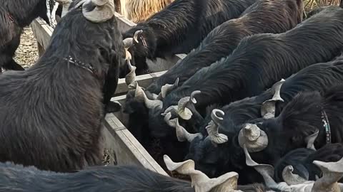 Amazing DDP Goat Breed Herd At Lunch Table