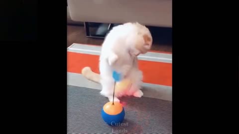 cat fights with toy - animal funny cute