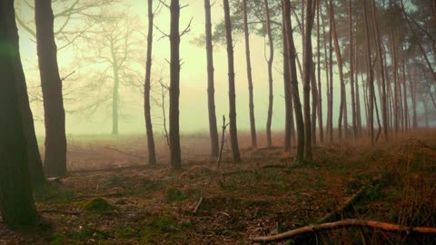 Into the Enchanted Woods: A Journey Through the Forest