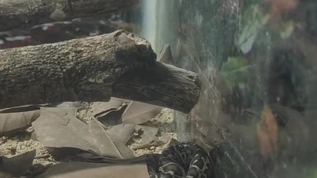 Burmese Python