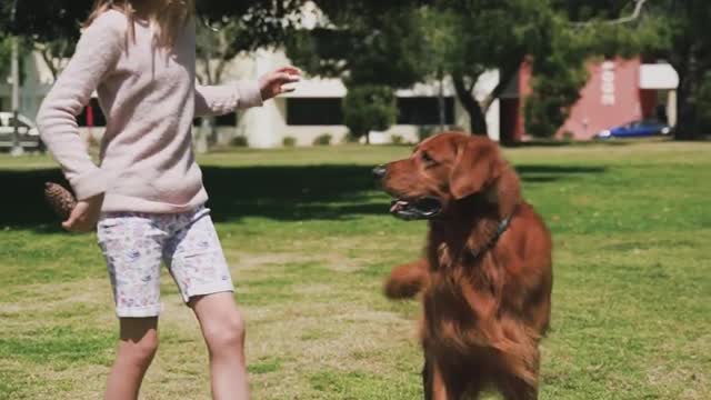 Beautiful dog playing with owner girl