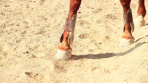 A Person Riding Horse and a Dog
