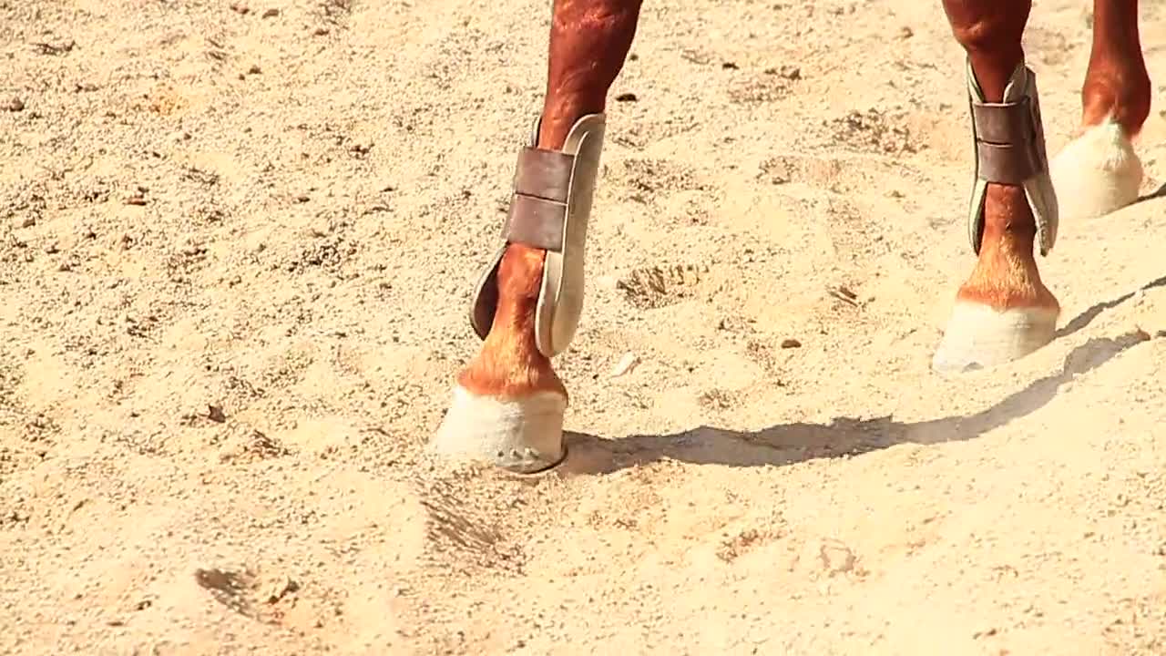 A Person Riding Horse and a Dog