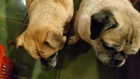 Oscar and Jimmy eat treats!
