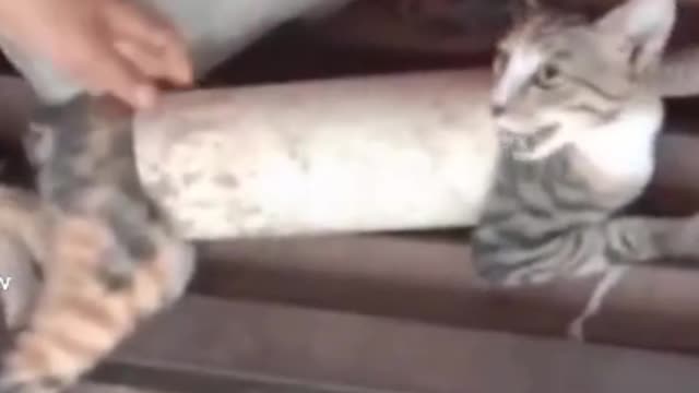 A cat in trouble got into a piece of the pipe