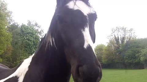 Lovely Horse enjoying the rain