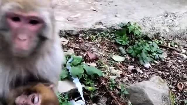 Animal Video Compilation - Lovely and Funny animals Lovely Monkeys Videos 2021 ♥ - AUK Animals VLOG