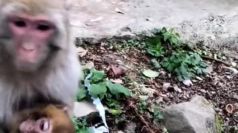 Animal Video Compilation - Lovely and Funny animals Lovely Monkeys Videos 2021 ♥ - AUK Animals VLOG