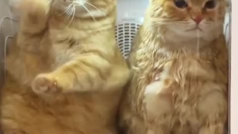 Pet Animals