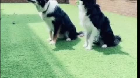 Funny animal 😅😅😅