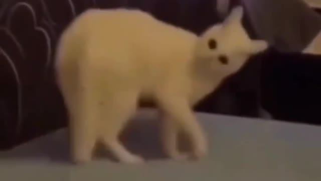 Funny Animals