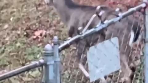 Backyard Buck