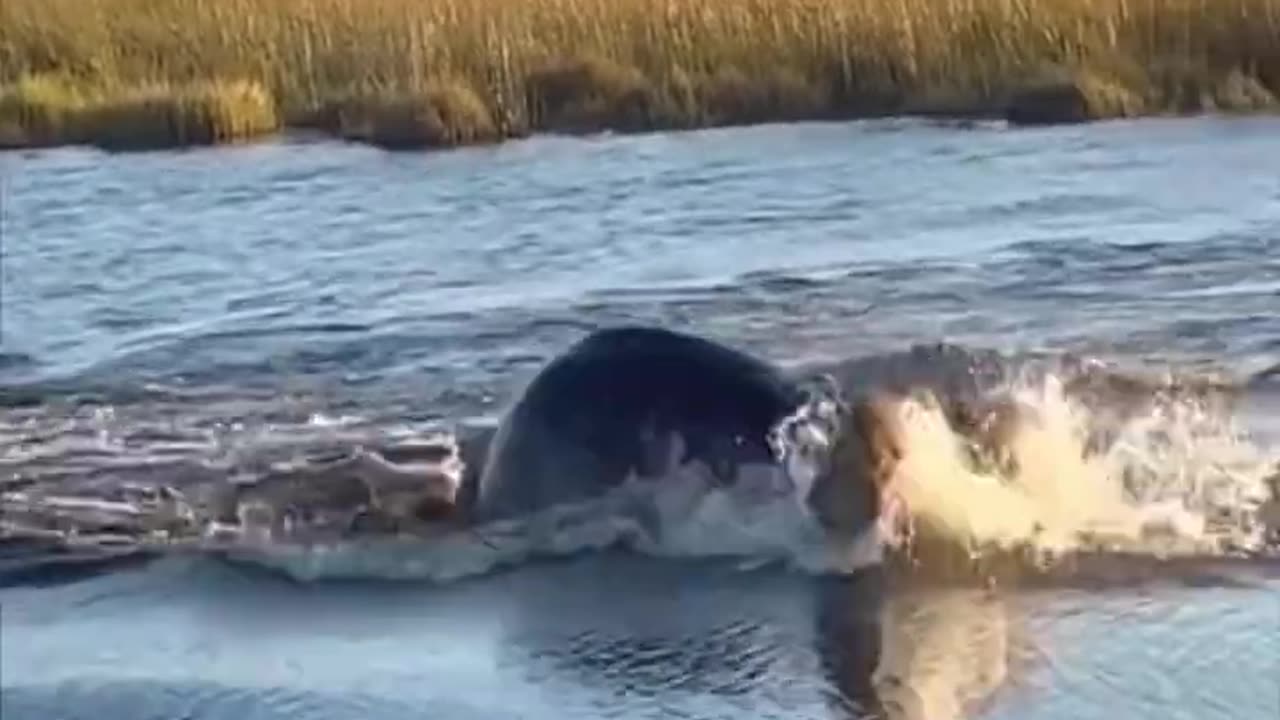 Hippo attack lion