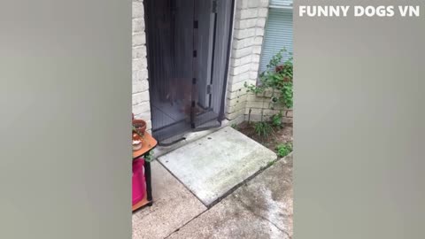 Funniest animal video