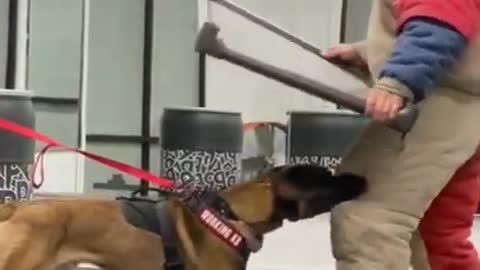 Turn Your 🐕 Dogs Into Genius! | 🏷 Brain training for 🐕 dog #shorts #dogstraining #trending