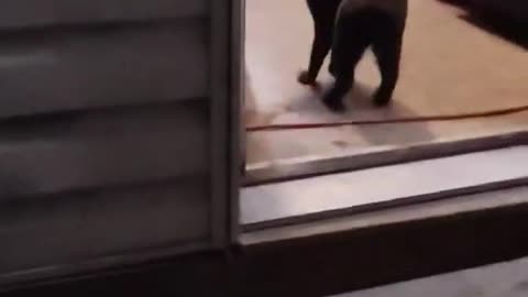 MEANEST CAT IN NIKKIE K's UNIVERSE (BLU)