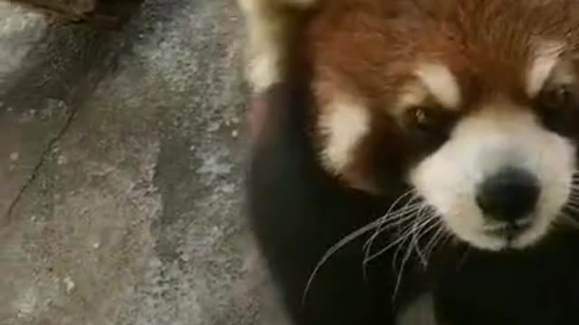 Cute little panda