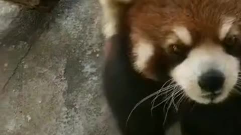 Cute little panda