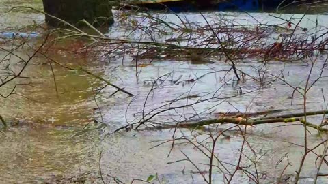Boats in the forest at high water.