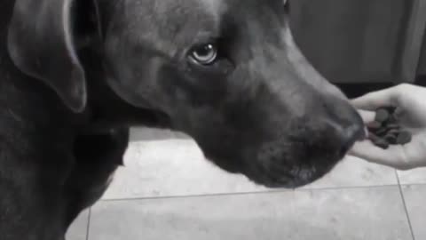 Funny moment dog 🐕🐕#rumble