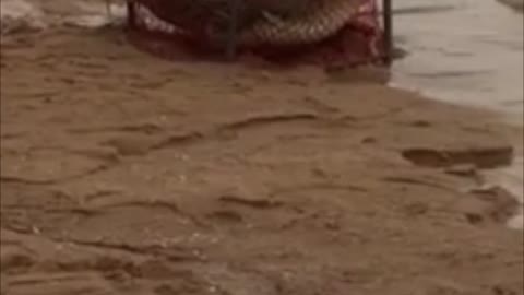 Crab Pod Caught a Croc