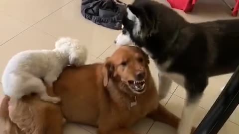 Dogs Having a Good Time