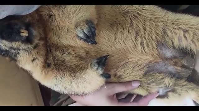 animal