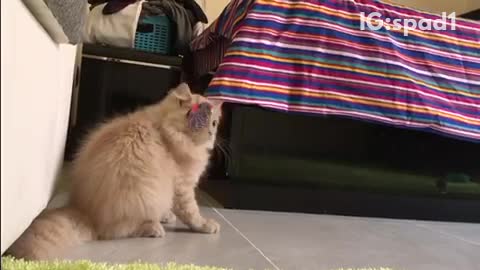 Cream cat playing with toy snd rolling over