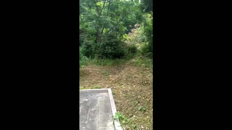 Wandering in the park and discovering a trail