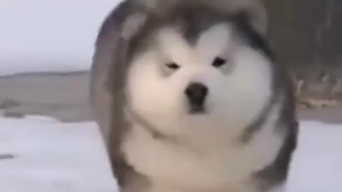 Cute dog video
