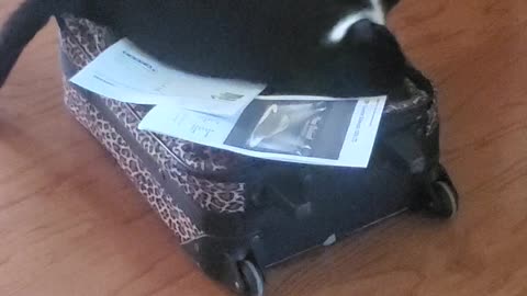 Life of Maggie the Cat May 28 2021