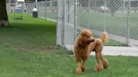 Mama Papa and Ike at the Dog Park