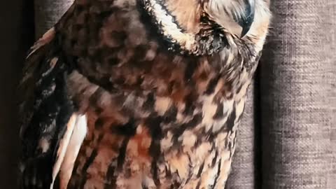 owl bird