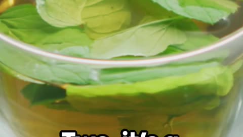 03 reason why green tea is better than coffee