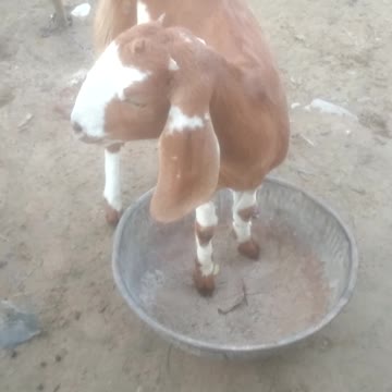 Funny Bakrid cute