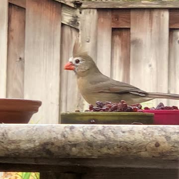 Female Northern Cardinal (Ol Dog Face)