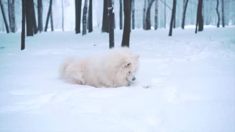 Cutest Puppy Playing With Ball In The Ice - Winter Times!