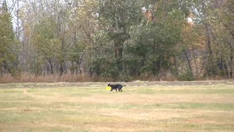 GUINNESS BOOK OF WORLD RECORD -Longest throw catch by a dog @ 402 feet (deavy wippet)