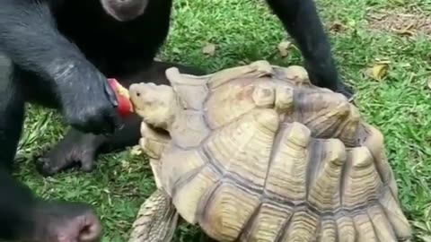 Animals video animal