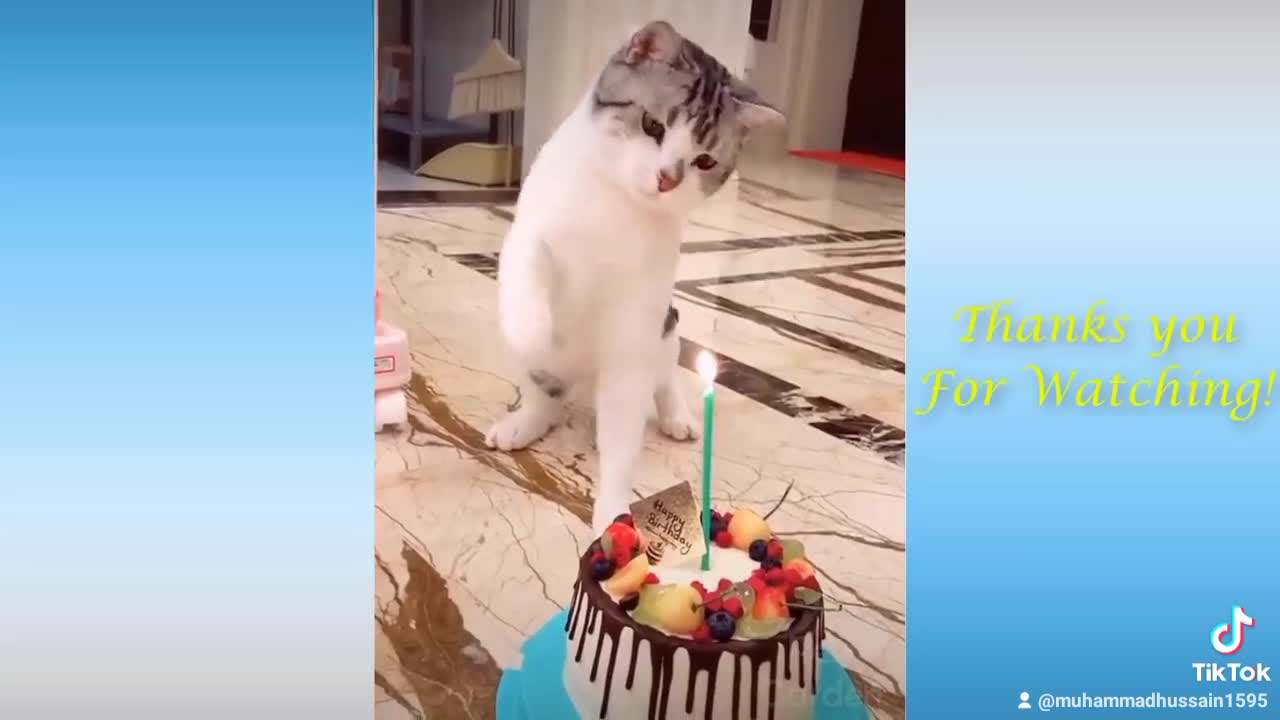 Cat atitude