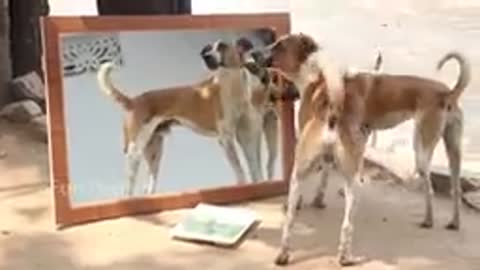 🐕🐕 mirror prank for Dog hilarious reactions 🐕🐕