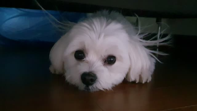 What are you doing under the sofa?