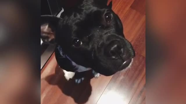 Black dog turning head side to side