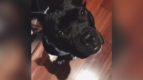 Black dog turning head side to side