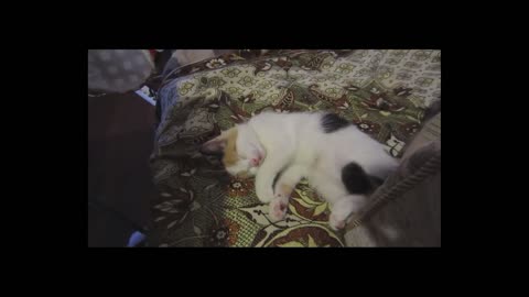 Fanny cat sleep