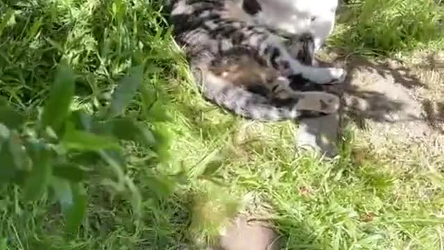 Romance in shade || Cat couples