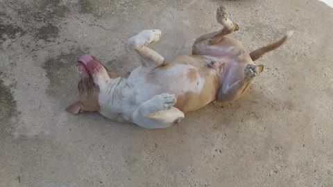 Dança do apollo