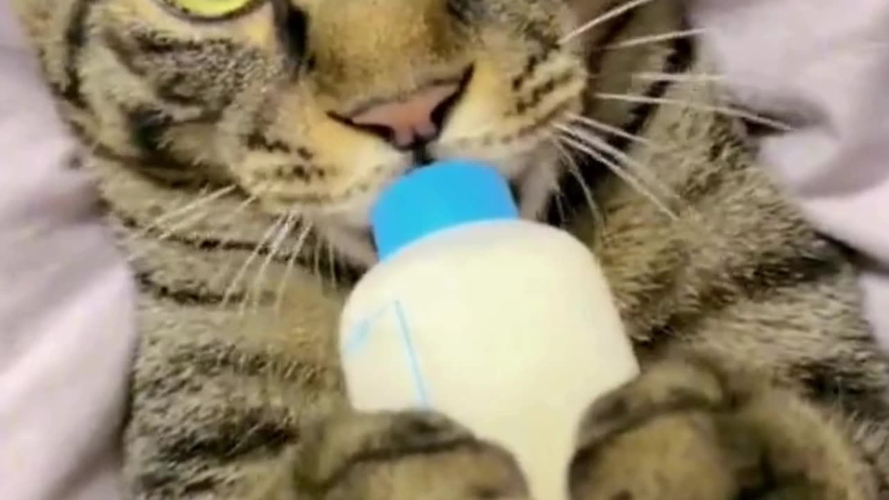 The Best and most effective way to feed small cats and perhabs large once as well