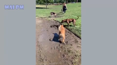 Funny Dog Videos 2021🤣