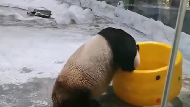 Baby bear playing happily